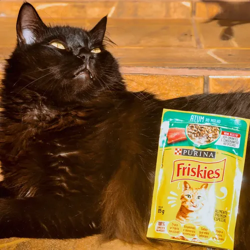 OS GATINHOS QUEREM COMER